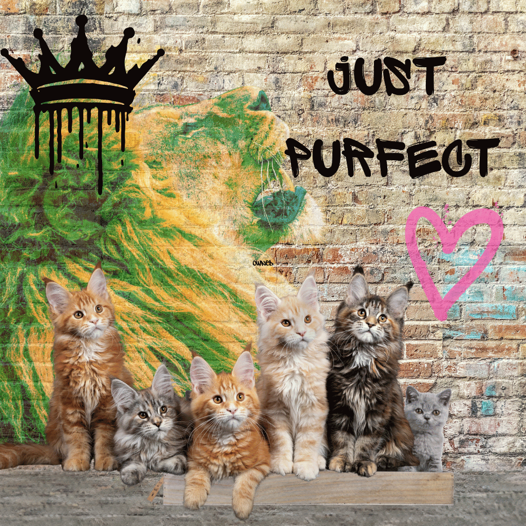 Cat Corner